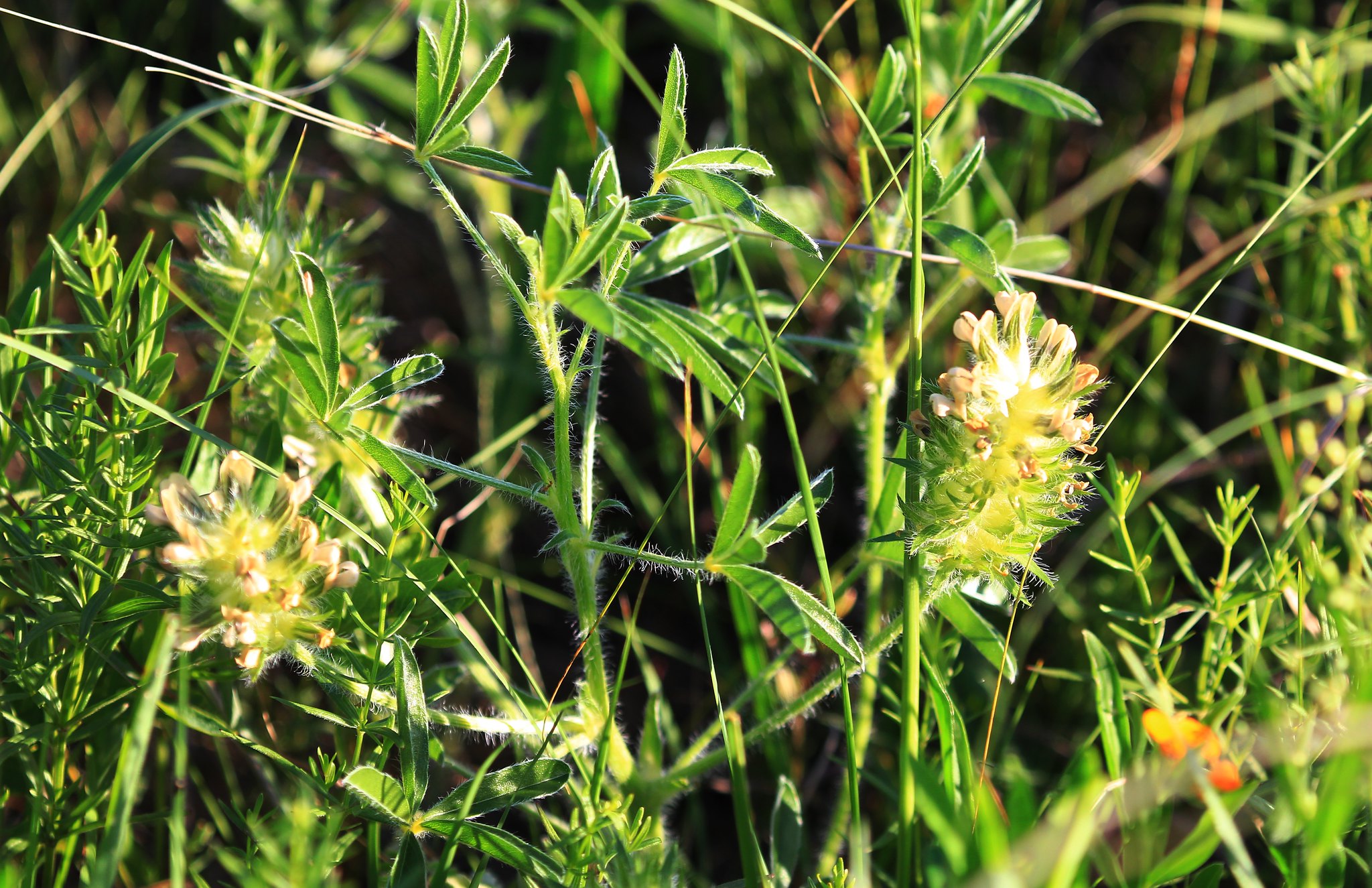 Lesser-Known Wild Edibles to Forage for in July - Iowa Natural Heritage 